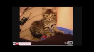 Grappige katten filmpjes 2014 compilatie [upl. by Malory]