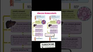 Glucose homeostasis 😄 pharmacy neet mbbs nursing pathology pharmacist videos shorts [upl. by Cartie]