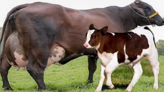 Girlando Cow Vs Indian Gir Cow  World Highest Milking Record [upl. by Nereus49]