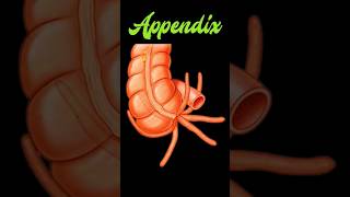 Appendix  Positions Animated [upl. by Housen]