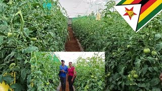 Tomato Farming  Agriculture Horticulture Shade Net Farming Agritech Tips on how to grow tomato [upl. by Nwahsid]