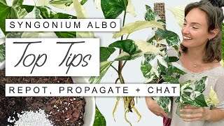 Syngonium Albo 101 EVERYTHING You Need To Know Growth Tips Propagation  Full Care Guide 🌱 [upl. by Lleddaw747]