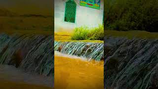 langhe pani wangu trendingshorts punjabiculture growmyaccount farming nature riverside [upl. by Ireg6]