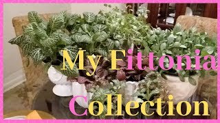 Fittonia Nerve Plant Display  Display plants [upl. by Davita776]