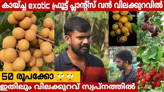 കായ്ച്ച exotic ഫ്രൂട്ട് പ്ലാന്റ്സ് വൻ വിലക്കുറവിൽ  Fruits Plants  Nursery [upl. by Esyned]