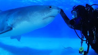 Diver Swims With Friendly 15Foot Tiger Shark [upl. by Zrike]