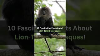 10 Fascinating Facts About LionTailed Macaques 2024 liontailedmacaque liontailedmacaqueupsc [upl. by Marx]