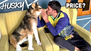 Meet Our NEW DOG 🐕 HUSKY  सब डर गए इसको देखकर 😳 [upl. by Elka]