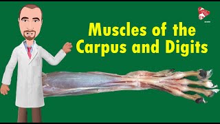 Muscles of the Carpal Joint and Digits of the Dog [upl. by Howey352]