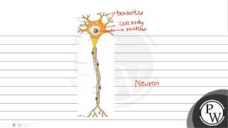 Nissl bodies are mainly composed of [upl. by Kcirddet]