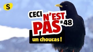 Ceci nest pas un choucas 48 [upl. by Supen]