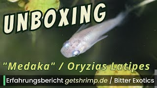 Unboxing Medaka Reisfische von getshrimpde Bitter Exotics Dario Dario Teichmuschel aquaristik [upl. by Malley]