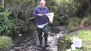 How to sample stream invertebrates with a kicknet [upl. by Groome3]