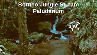 Borneo Jungle Stream Project [upl. by Assylem]