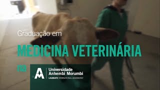 MEDICINA VETERINÁRIA motivos para estudar na Anhembi Morumbi [upl. by Pippo76]