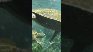 Galapagos Islands in January Weather Wildlife amp What to Expect on a Cruise☀️ 🦭🤿 🐢 [upl. by Flavian]