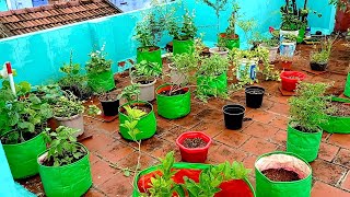 கனமழைக்கு😳😰 பின் என் மாடி தோட்டம்😍😍  Maadi Thottam  Terrace Garden in Tamil  Vlog in Tamil [upl. by Farwell]