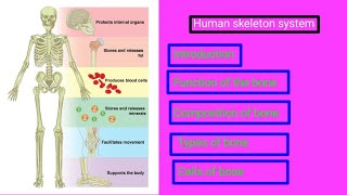 Human skeletal system Introduction Composition of bone 🦴 function of bone Types of bone [upl. by Gisele]