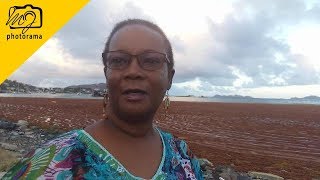 Sargassum Seaweed Build Up East End Tortola BVI 2018 [upl. by Gnaht]