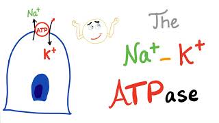 The SodiumPotassium NaK ATPase Pump  Active Transport [upl. by Nosle841]