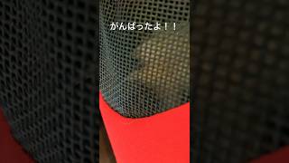 【チワワ】狂犬病予防注射 ボク、チュクンしてもらった！頑張った！ shorts ぶさかわ わんこ [upl. by Nnayecats545]