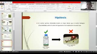 “Monitoreo y control de Tetranychus urticae en Aguacate Persea americanaquot [upl. by Akiehs]