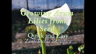 Germinating Arum Lilies from Seed Quick amp Easy Zantedeschia aethiopica [upl. by Muriel]