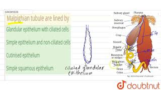 Malpighian tubule are lined by  12  STRUCTURAL ORGANISATION IN ANIMALS CONTD    ANIMAL M [upl. by Getter]