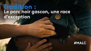 Tradition  le porc noir gascon une race dexception [upl. by Yesor417]