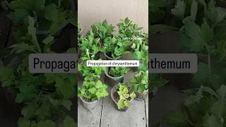 Chrysanthemum Propagation From cutting  Easy Propagation From Cutting  Guldaudi  youtubeshorts [upl. by Vasti479]