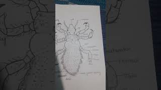 well labelled diagram of pediculus bsc 1 uear zoology diagram [upl. by Iroak]