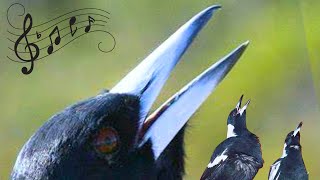 Captivating Collaboration Australian Magpies Harmonizing singing birds magpies [upl. by Linzer]