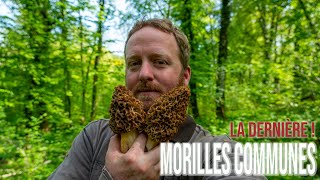 Ma dernière cueillette de morilles de la saison Et la conclusion de celleci [upl. by Harding]