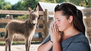 Mini Donkey Meets Mini Horses  Pico I really hope this goes well [upl. by Angus370]