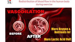 AQA GCSE PE Redistribution of blood flow during exercise [upl. by Quintilla809]