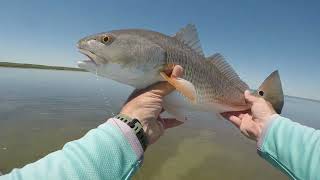 Crazy Claw Crab Flyfishing it [upl. by Acinorev]