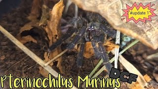 Pterinochilus Murinus  DCF MIKUMI OBT  tarantula fyp fypシ subscribe giantspider [upl. by Ylrae]