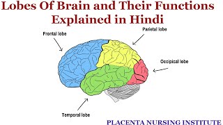 Lobes of Brain and Their Functions Explained in Hindi  The Four Lobes Concept [upl. by Durand]