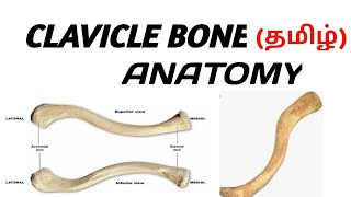 CLAVICLE BONE  HUMAN ANATOMY  தமிழ் [upl. by Aikyt]