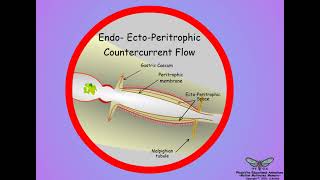 12 Insect Midgut Ecto Endo Peritrophic Flow [upl. by Machute]