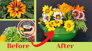 Gazania बीज सितंबर मे From Seed To Flower Update  Gazania Flower Plant From Seeds How To Grow [upl. by Orips]