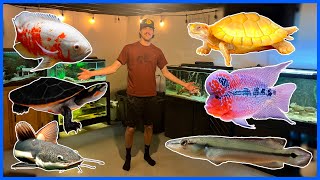 Feeding All My Pets Basement Fish Room Tour [upl. by Wasson710]