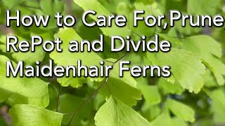 How to Repot Maidenhair Ferns  Prune Divide and Keep your Maidenhair Ferns Healthy [upl. by Dolora]