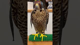 Falconry Peregrine falcons adult vs juvenile wildlife falconry [upl. by Yaya37]