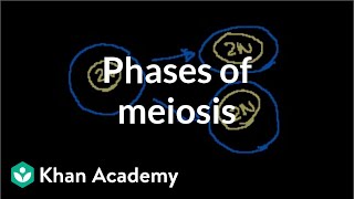 Mitosis vs Meiosis Understanding the Key Differences Between Mitosis and Meiosis [upl. by Voorhis]