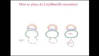 deuxième semaine du développement embryonnaire 2 [upl. by Llatsyrc]