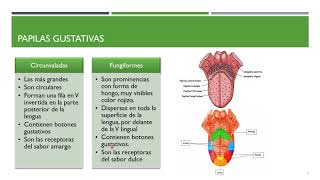 Anatomía y FIsiología del Gusto [upl. by Aranat]