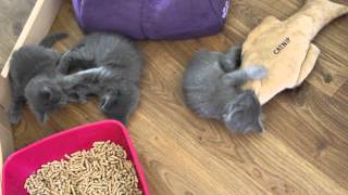 Nebelung kittens 6 weeks old playing with eachother and a catniptoy [upl. by Inajna]