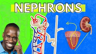 The Structure and Function of the Nephron  Made Easy  Kidney Function [upl. by Baiss]