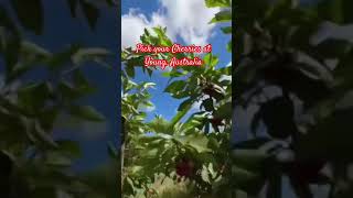 Pick your own cherries firstime everyone cherrypicking cherry farm travel yolo myleentv [upl. by Yerffej302]